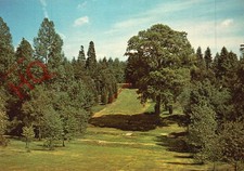 Postcard, Bedgebury Pinetum, Juniper Bank and Fine Oak Tree By Dallimore Avenue
