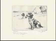 WELSH SPRINGER SPANIEL DOGS OLD 1930'S DOG ART PRINT OF GUNDOGS by VERNON STOKES