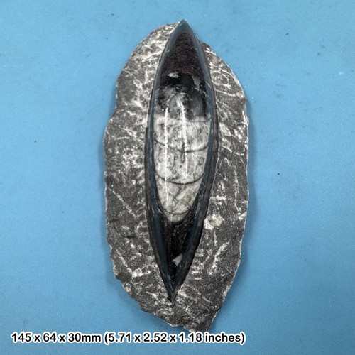 Orthoceras black marble - orthoceras,