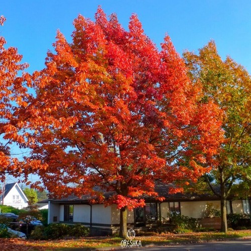 Quercus rubra pcs - quercus, fresh
