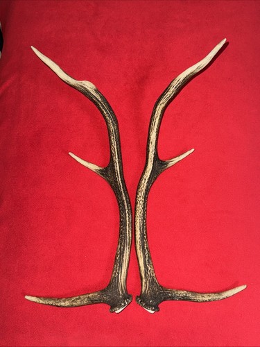 Pair red deer antlers 648g - of,