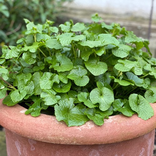 Wasabi mephisto green japanese - wasabi,