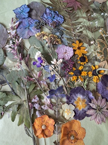Homegrown pressed flowers for - pressed,
