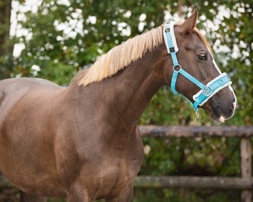 Qhp blue lunge - qhp, pony