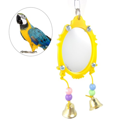 Fancy mirror bird - bird, parrot