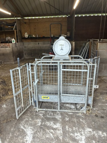 Sheep lamb weighing - weighing, crate