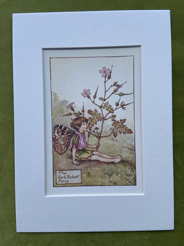 Herb robert flower fairy - flower,
