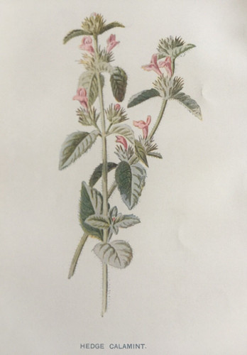Antique print hedge calamint - antique,