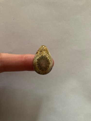Fossil coral cabachon - fossil,