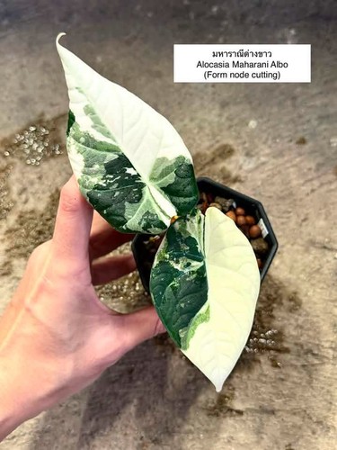 Rare alocasia maharani - maharani, albo