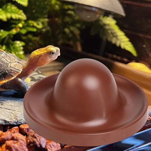 Reptile feeding dish pet - reptile,