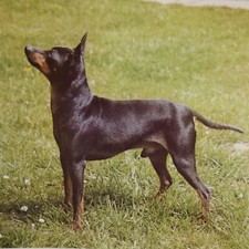 extra large greeting card w ENGLISH TOY TERRIER , handmade 20x20cm , 8" square