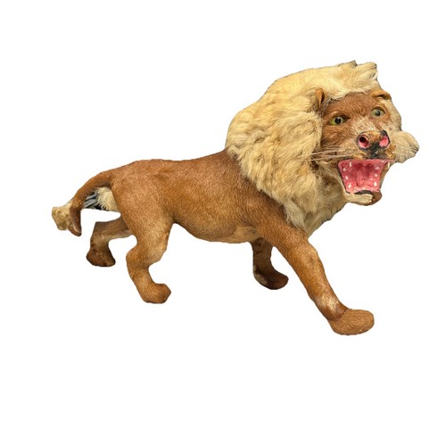 Antique lion taxidermy - lion,