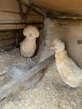 X6 Silkie X Polish Possible Fert till Get  Inncubated  eggs x6 