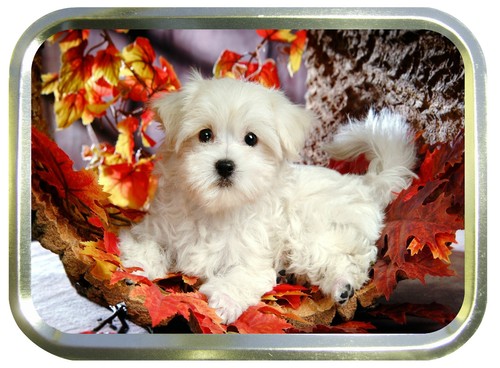 Westie puppy 2oz - westie, tobacco