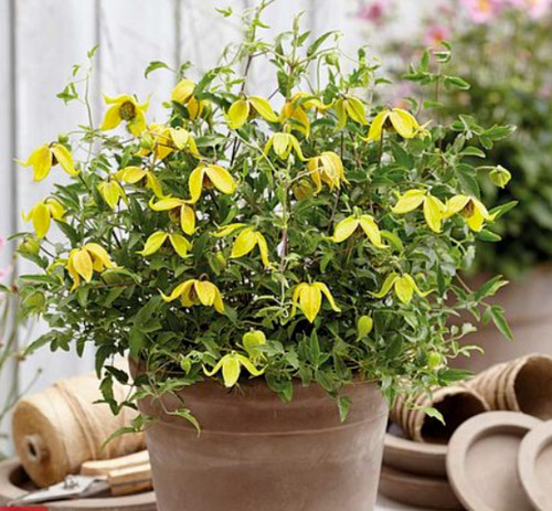 Clematis little lemons plant - clematis,