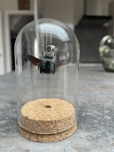 Blue carpenter bee cylocopa - blue,