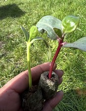 4 x Malabar Spinach (Poi Shak)