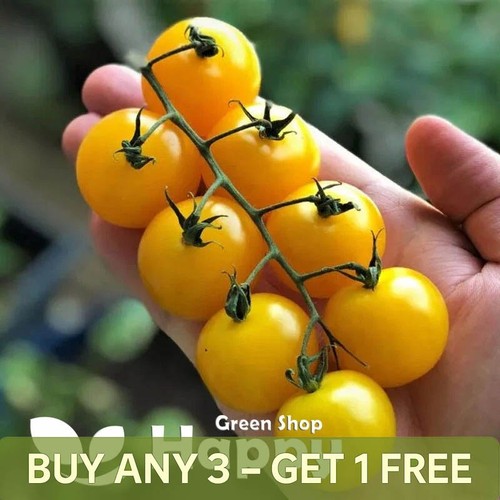 Yellow cherry tomato - cherry,