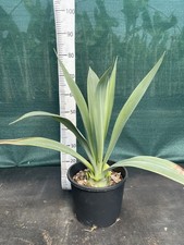 Beschorneria yuccoides 10