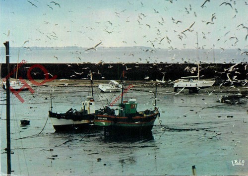 Picture postcard seagulls - picture,