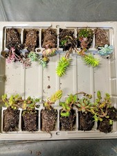 Sedum roof starter pack 12