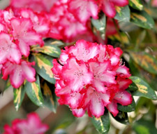 Rhododendron President Roosevelt Rare XL 4Lt Pot Flowering Evergreen Shrub Hardy