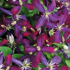 Clematis Hardy Shrub Flower Climber Garden Plant 'Sweet Summer Love' 9cm Pot T&M