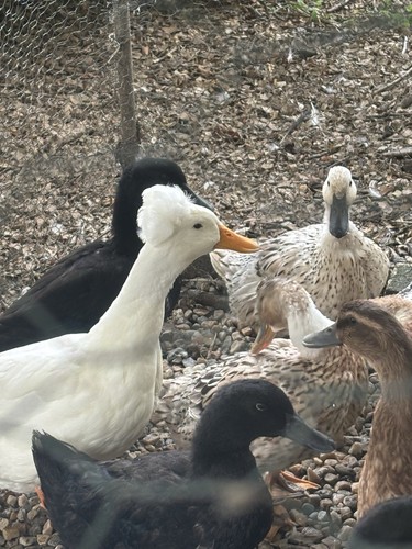 Duck hatching eggs barnyard - 6,