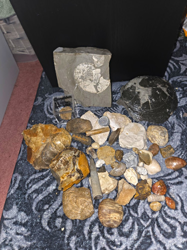 Fossils lot matrix slab - lot,