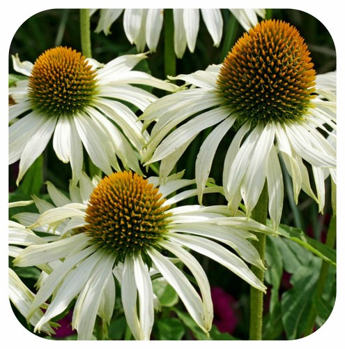 Echinacea purpurea white - echinacea, 'purpurea