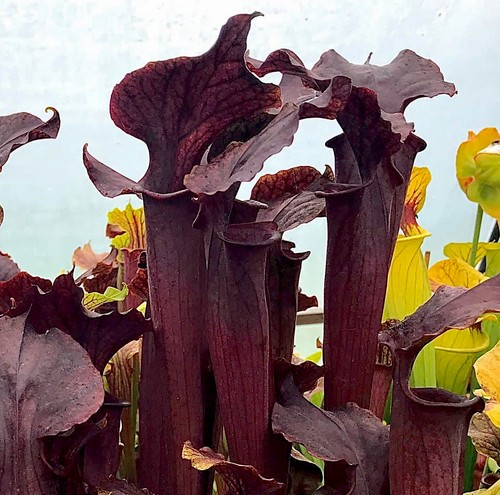 Sarracenia soperi dark form - x,