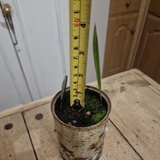 Medjool Date Palm Tree Indoor