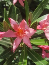 CORAL/ SALMON SCENTED OLEANDER