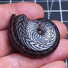 46mm Goniatite Hematite Discoclymenia Devonian Fossil Ammonite 003