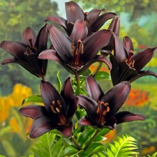 Lily Secret Kiss, 10 x Bulbs