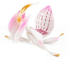 Orchid Mantis Insect Animal