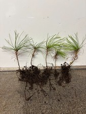 Himalayan White Pine Seedlings