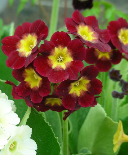 Garden border auricula - or,