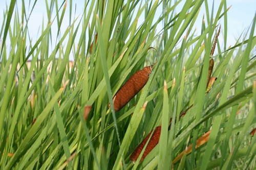 Live cattail winter hardy - live,