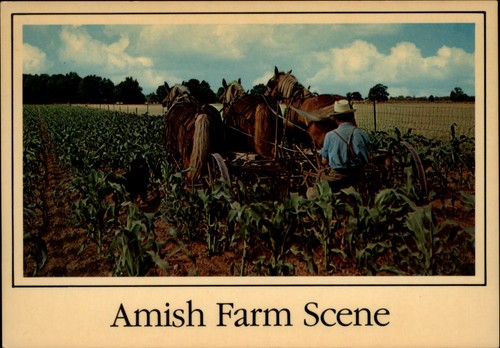 Indiana amish farm corn - indiana, field