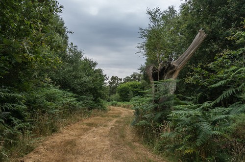 Photo 6x4 ashtead common - ashtead,