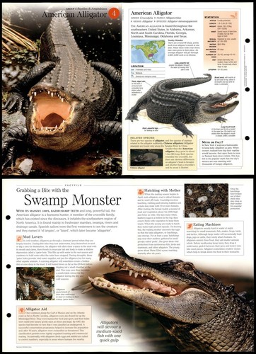 American alligator reptiles - alligator,