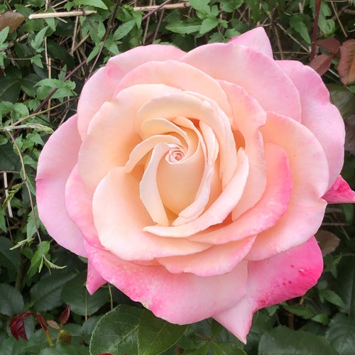 Dawn blush 5 5lt potted - 5.5lt,