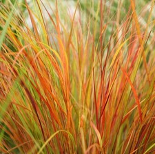 Pheasant tail grass plant - pheasant's-tail,