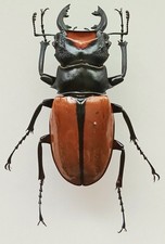 Odontolabis lacordairei large - odontolabis,