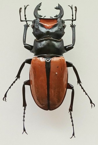 Odontolabis lacordairei large - odontolabis,