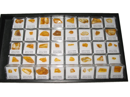 Pliocene amber africa - amber, w/