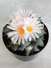 Ariocarpus confusus 4 - ariocarpus,