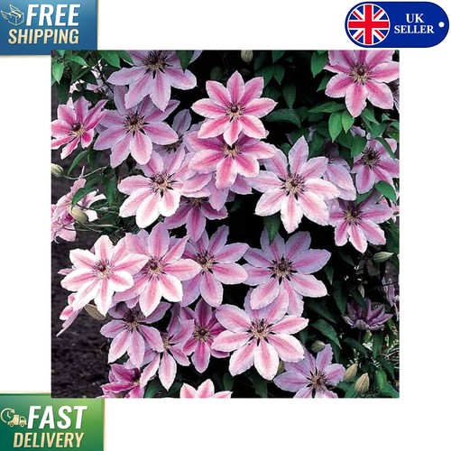 Attractive clematis nelly - attractive,